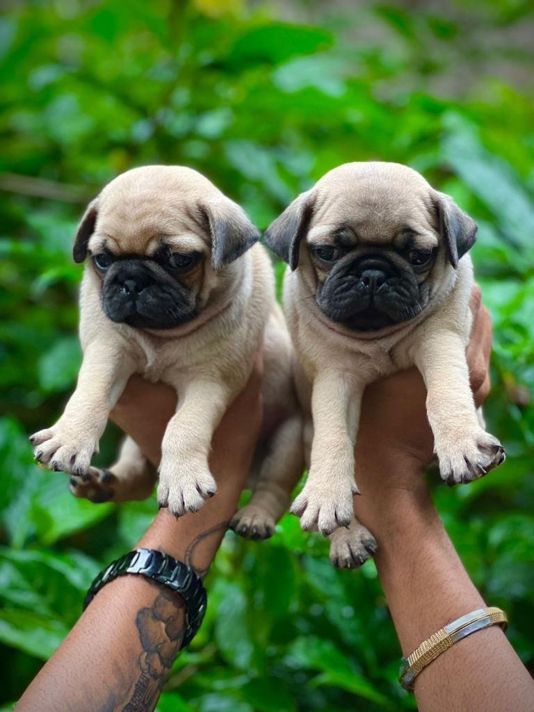 Purchase Friendly Pug Puppy from Bangalore